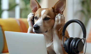 Laptop Adaptör Sesi Tehlikeli mi?